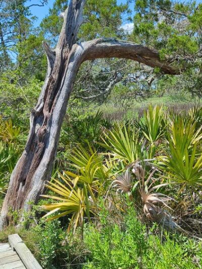 Marsh Boardwalk Trail - St Helena Island, SC