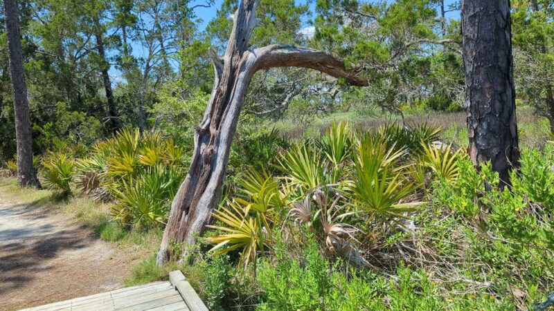 Marsh Boardwalk Trail - St Helena Island, SC