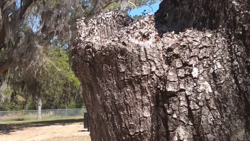St Helena Park - St Helena Island, SC