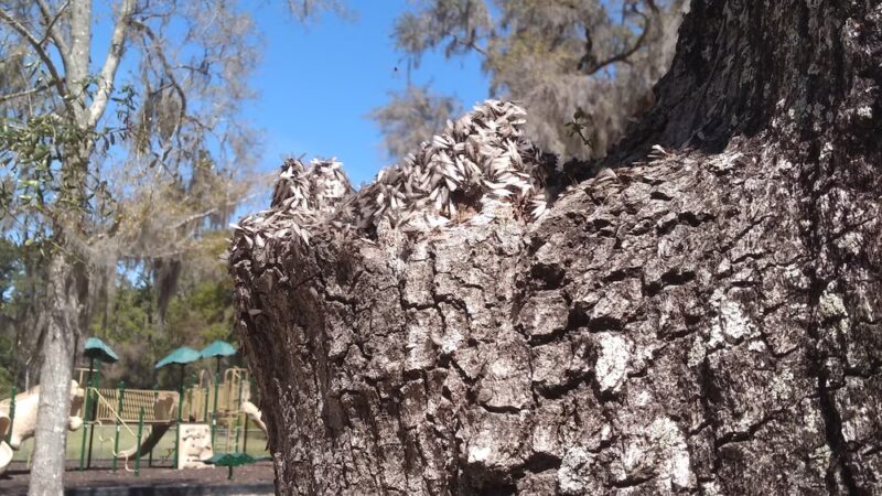 St Helena Park - St Helena Island, SC