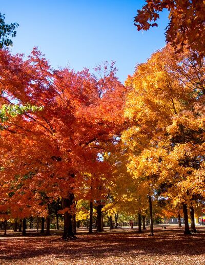 St. James Park - St James, MO