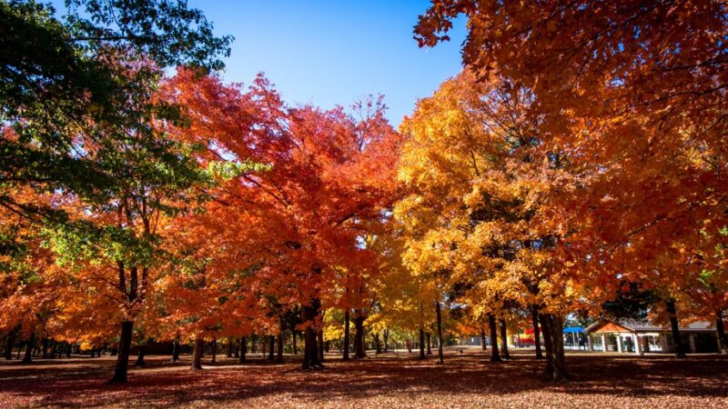 St. James Park - St James, MO