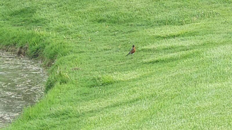 Homestead Acres Park No 1 - St John, IN