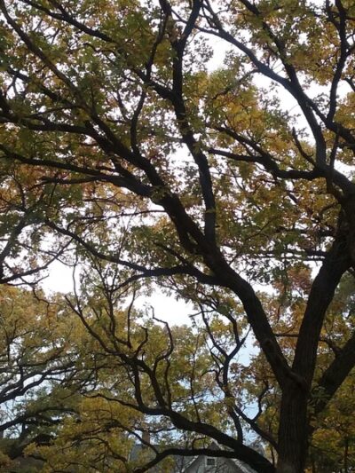 Commonwealth Park - St Paul, MN