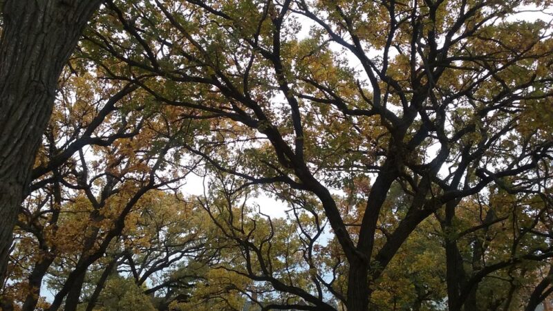 Commonwealth Park - St Paul, MN