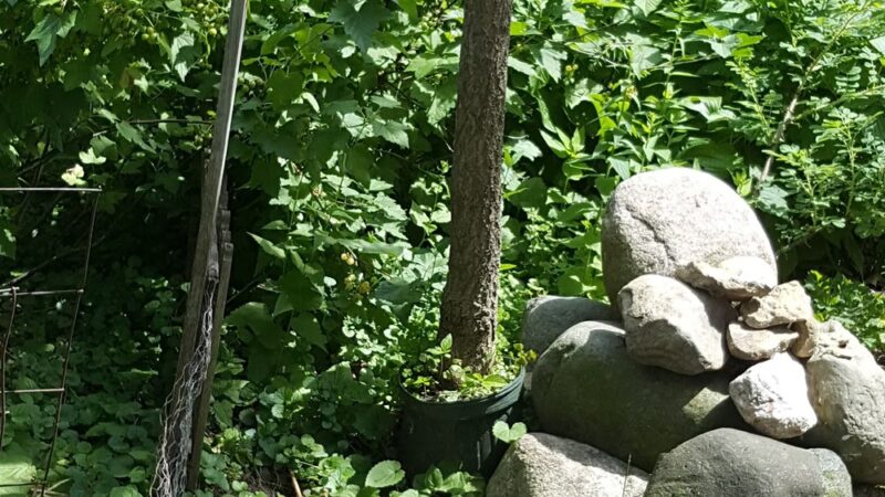 Commonwealth Park - St Paul, MN