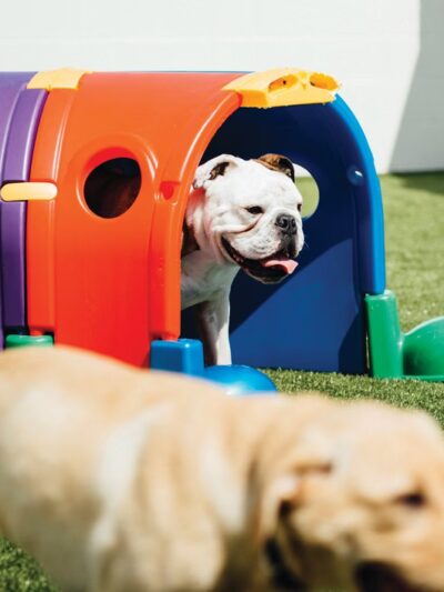 Dogtopia of St. Paul-Minneapolis - St Paul, MN