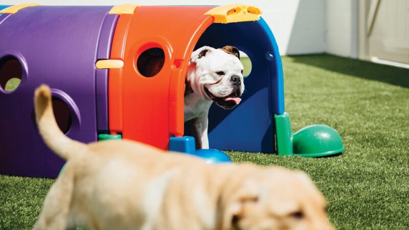 Dogtopia of St. Paul-Minneapolis - St Paul, MN