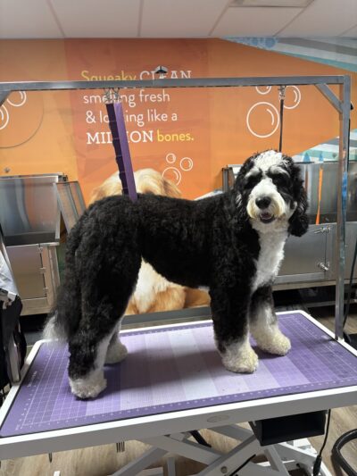 Dogtopia of St. Paul-Minneapolis - St Paul, MN