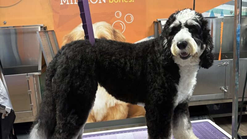 Dogtopia of St. Paul-Minneapolis - St Paul, MN