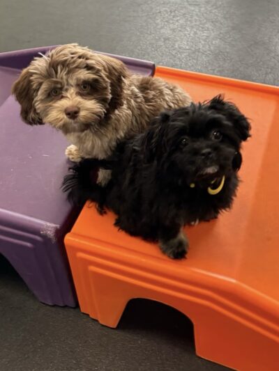 Dogtopia of St. Paul-Minneapolis - St Paul, MN