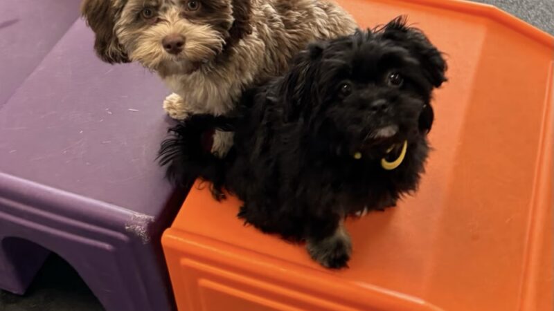 Dogtopia of St. Paul-Minneapolis - St Paul, MN