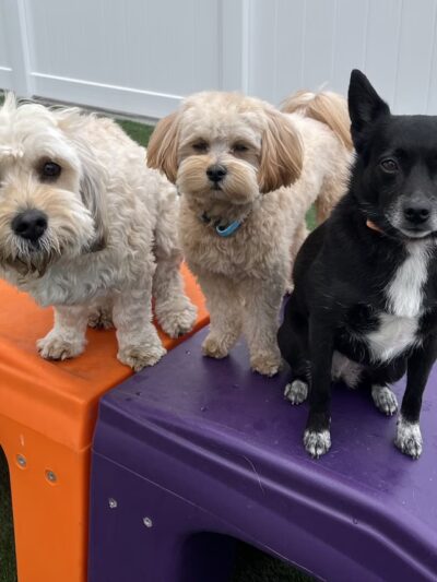 Dogtopia of St. Paul-Minneapolis - St Paul, MN