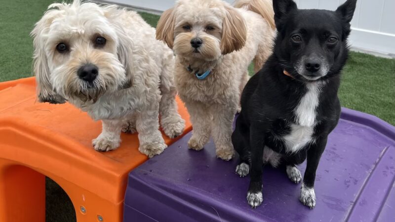 Dogtopia of St. Paul-Minneapolis - St Paul, MN