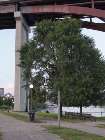 High Bridge Dog Park - St Paul, MN