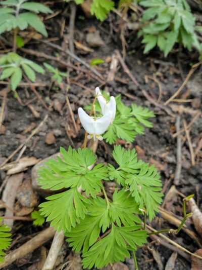 Riverside Park - St Paul Park, MN