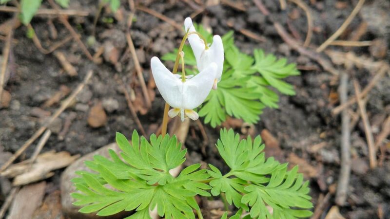 Riverside Park - St Paul Park, MN