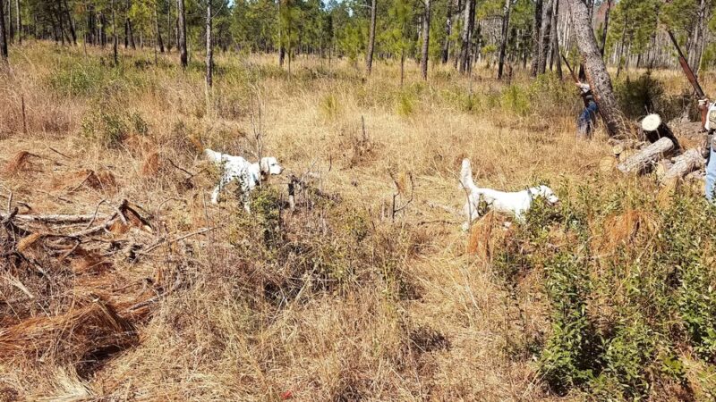 Spring Grove Shooting Preserve - St Stephen, SC
