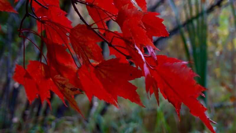 Linwood School Forest And Community Park - Stacy, MN