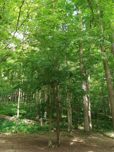 Grove Run Natural Spring - Stahlstown, PA