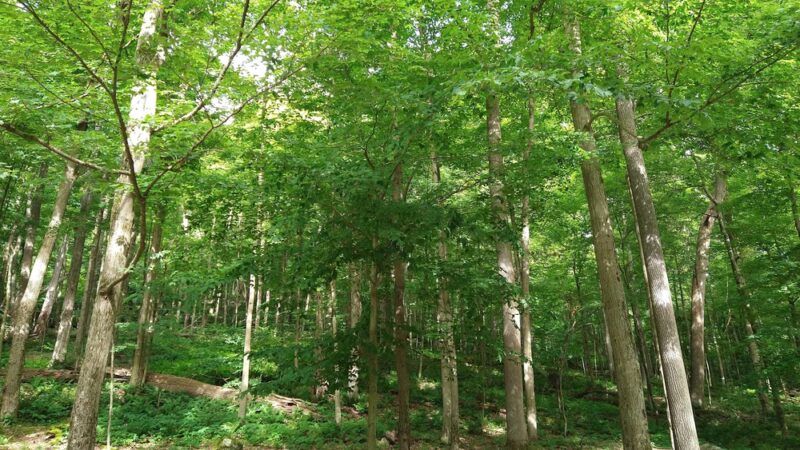 Grove Run Natural Spring - Stahlstown, PA