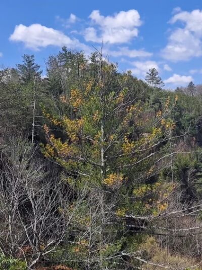 Red River Gorge Geological Area - Stanton, KY