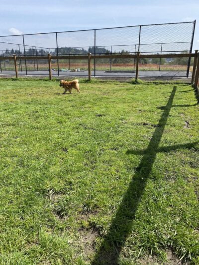 Heritage Dog Park - Stanwood, WA