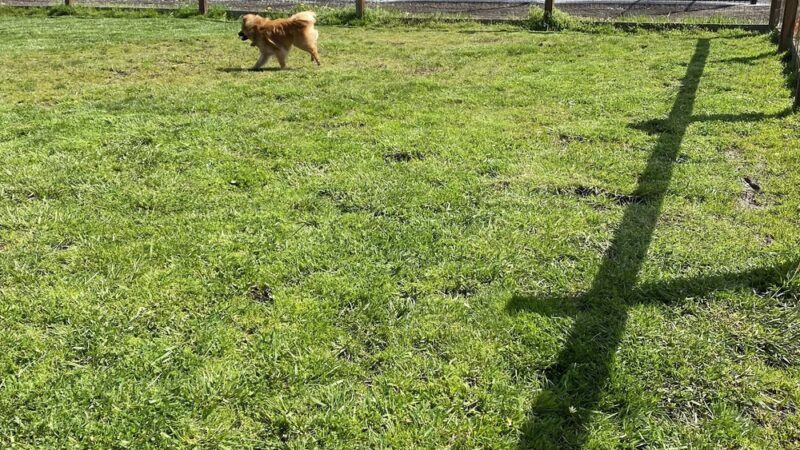 Heritage Dog Park - Stanwood, WA