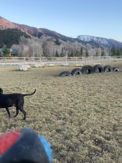 Canine Commons - Star Valley Ranch, WY