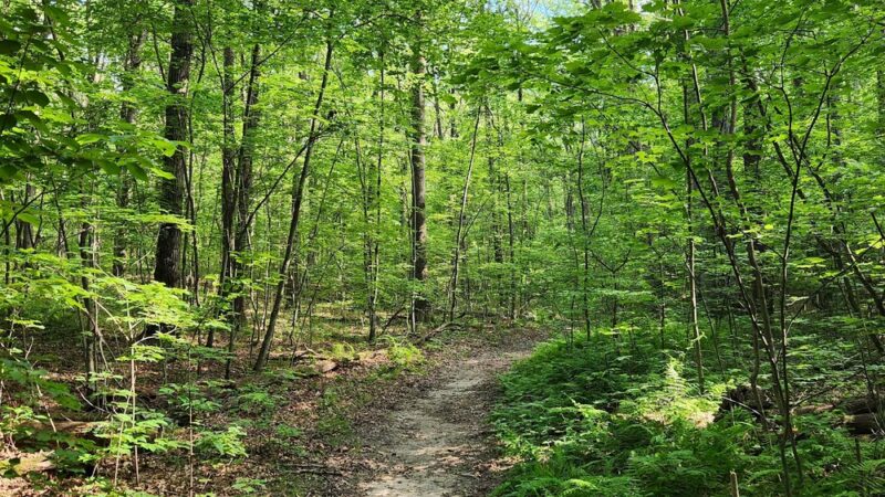 Patton Woods Natural Recreation Area - State College, PA