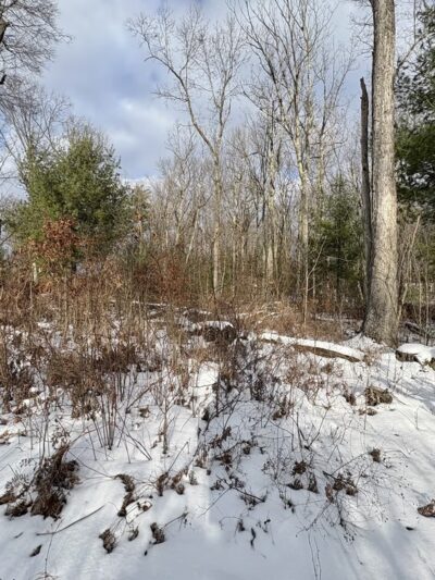 Patton Woods Natural Recreation Area - State College, PA