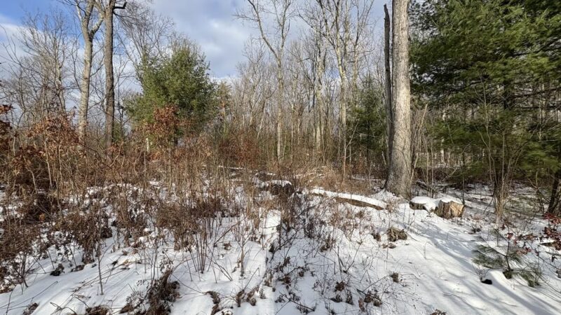 Patton Woods Natural Recreation Area - State College, PA