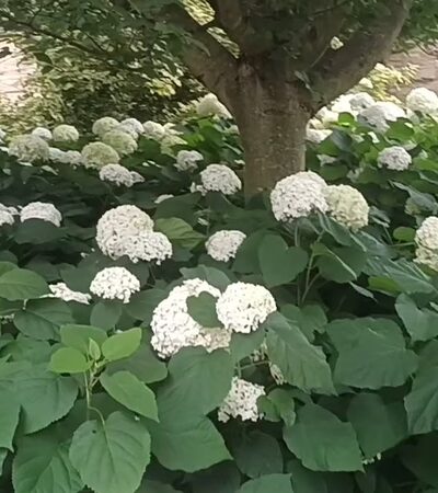 The Arboretum at Penn State - State College, PA