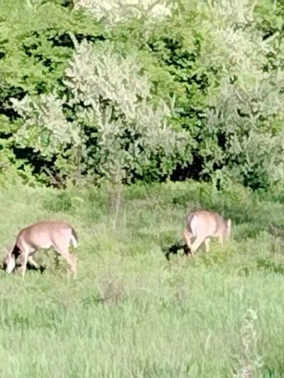 Gerhold Wildflower Trail - State College, PA