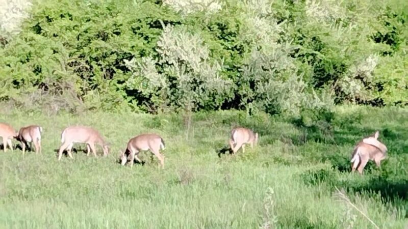 Gerhold Wildflower Trail - State College, PA