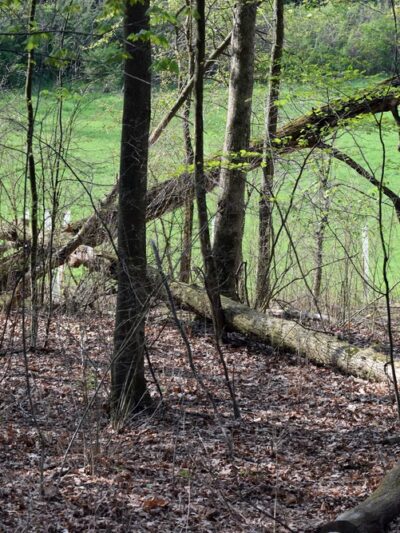 Gerhold Wildflower Trail - State College, PA