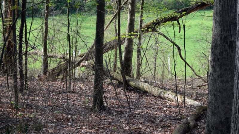 Gerhold Wildflower Trail - State College, PA