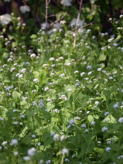 Gerhold Wildflower Trail - State College, PA