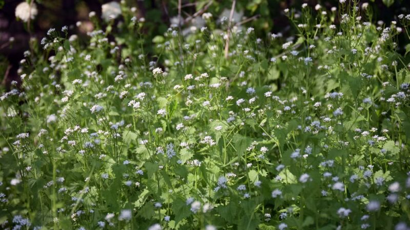 Gerhold Wildflower Trail - State College, PA