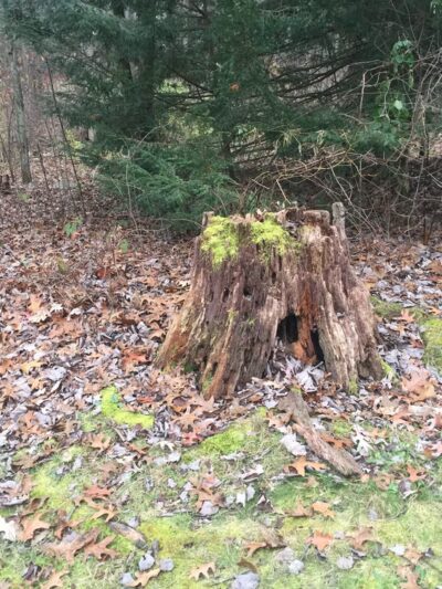 Green Hollow Park - State College, PA