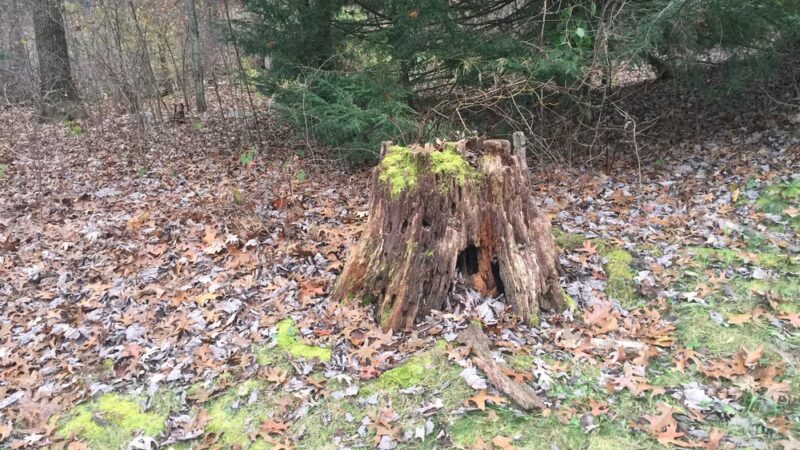 Green Hollow Park - State College, PA