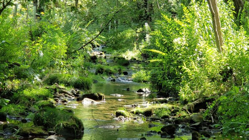 Walnut Springs Park - State College, PA