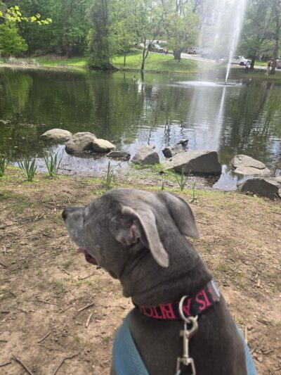 Allison Pond - Staten Island, NY