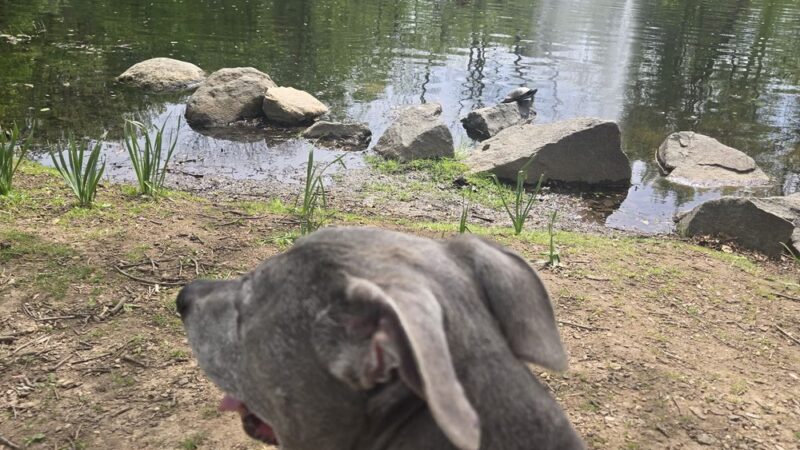 Allison Pond - Staten Island, NY