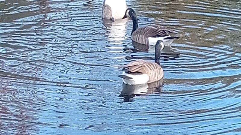 Allison Pond - Staten Island, NY