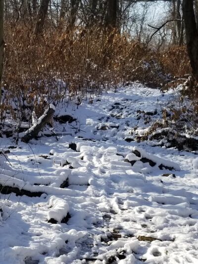 Amundsen Trail - Staten Island, NY