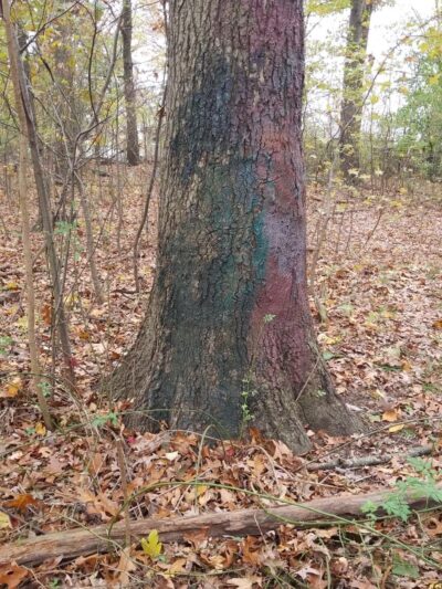 Amundsen Trail - Staten Island, NY