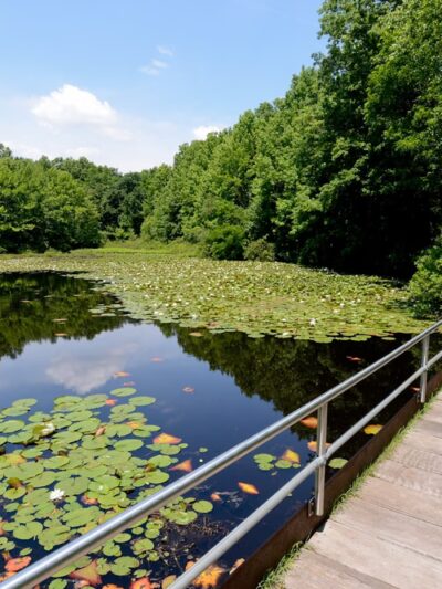 Blue Heron Park - Staten Island, NY