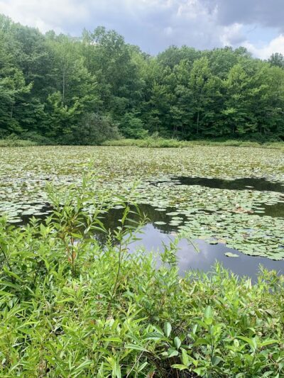 Blue Heron Park - Staten Island, NY