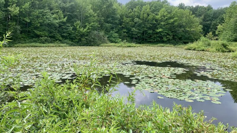 Blue Heron Park - Staten Island, NY